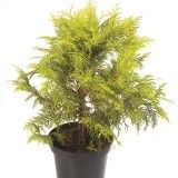 Туя западная Thuja occidentalis 'Golden Globe'