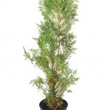 Туя восточная Thuja orientalis Biota