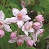 Дейция гибридная Deutzia hybrida 'Mont Rose'