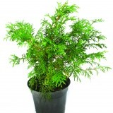 Туя западная Thuja occidentalis 'Recurvata'