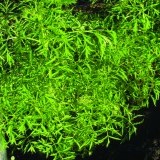 Бузина рассеченолистная Sambucus nigra 'Laciniata'