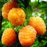 Малина ремонтантная Желтый гигант Rubus remontani 'Yellow Giant'