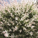 Ива цельнолистная Salix integra 'Hakuro Nishiki'