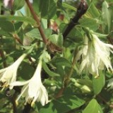 Жимолость съедобная Lonicera caerulea edulis