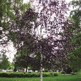 Береза повислая Betula pendula 'Purpurea'