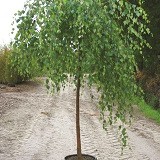 Береза повислая Betula pendula 'Youngii'