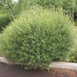 Ива пурпурная Salix purpurea 'Nana'