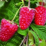 Малина ремонтантная Брянское диво Rubus remontani 'Bryansk miracle'