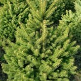 Ель   колючая  Picea  pungens