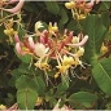 Жимолость въющаяся Lonicera periclymenum