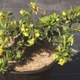 Барбарис Фрикарта Berberis frikartii 'Telstar'