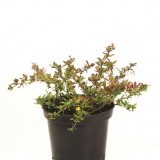 Барбарис Тунберга Berberis thunbergii