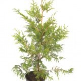 Туя промежуточная Thuja  intermedia 'Excelsa'