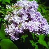 сирень обыкновенная Жемчужина Sirina vulgaris 'Pearl'