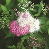 Спирея японская Spiraea japonica 'Genpei'