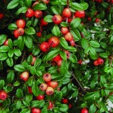 Кизильник шведсикй Сotoneaster sueius 'Coral Beauty'
