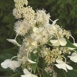 Гортензия метельчатая Hydrangea paniculata 'Kyushu'