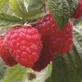 Малина ремонтантная Недосягаемая Rubus remontani 'Nadosyagaemaya'