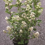 Гортензия метельчатая Hydrangea paniculata 'Kyushu'