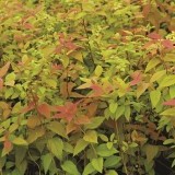 Спирея японская Spiraea japonica 'Macrophylla'