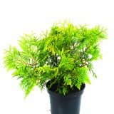 Туя западная Thuja occidentalis 'Aurea'