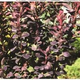 Барбарис Тунберга Berberis thunbergii 'Red Pillar'