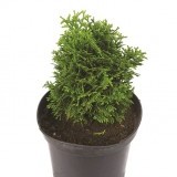 Туя западная Thuja occidentalis 'Danica'