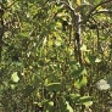 Ива козья Salix caprea'Kilmarnock'