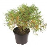Туя западная Thuja occidentalis 'Bowling Ball'