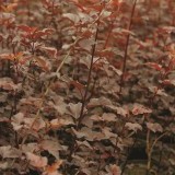 Пузыреплодник калинолистный Phusocarpus opulifolius 'Diabolo'