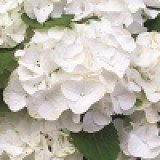 Гортензия крупнолистная Hydrangea macrophylla