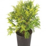 Туя западная Thuja occidentalis 'Globosa Aurea'