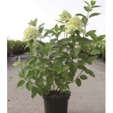 Гортензия древовидная Hydrangea arborescens 'Annabelle