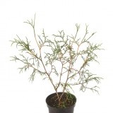 Туя западная Thuja occidentalis 'Ohlendorffii'