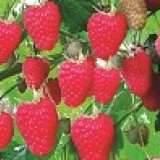 Малина ремонтантная Рубиновое ожерелье Rubus remontani 'Ruby moline'