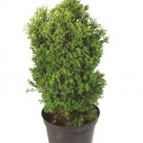 Туя западная Thuja occidentalis 'Hetzii'
