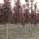 Клен остролистный Acer platanoides 'Crimson King'