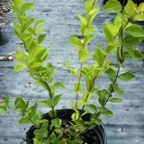 Снежноягодник белый Symphoricarpus albus