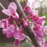Багрянник европейский Cercis siliquastrum