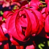 Бересклет крылатый Euonymus alata 'Compactus'