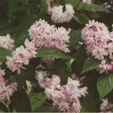 Дейция гибридная Deutzia hybrida 'Pink Pom-Pom'
