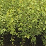 Береза повислая Betula pendula