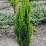 Кипарсиовик Лавсона Chamaecyparis Lawsoniana Golden Wonder