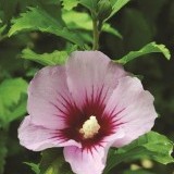 Роза сирийская Hibiscus syriacus