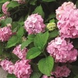 Гортензия крупнолистная Hydrangea macrophylla