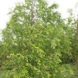 Метасеквойя глиптостробовидная Metasequoia glyptostroboides