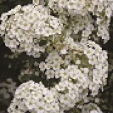 Спирея острозазубренная Spiraea arguta