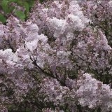 Сирень обыкновенная Мадам Шарль Суше Syringa