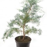 Можжевельник средний Juniperus media 'Blue Cloud'
