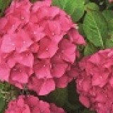 Гортензия крупнолистная Hydrangea macrophylla